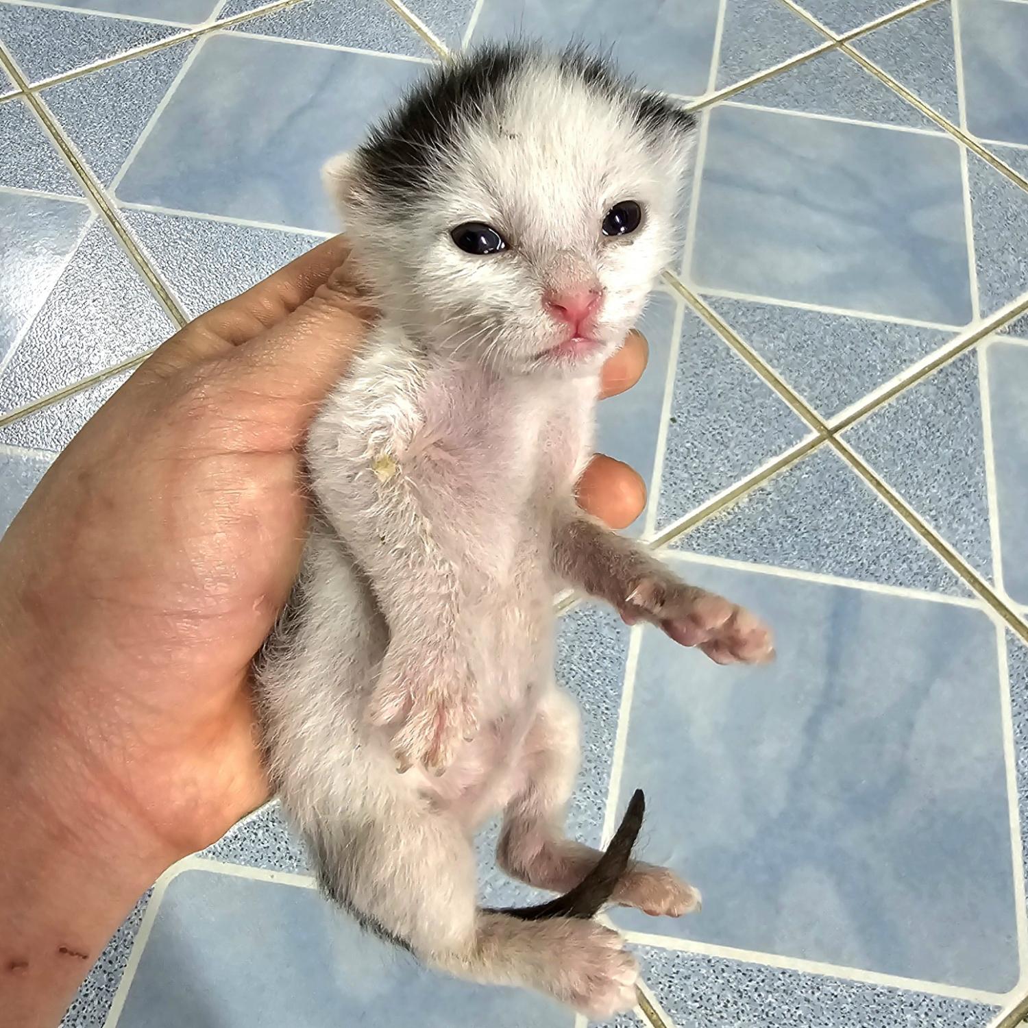 (사)영일동물플러스_447502202400275